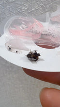 Load image into Gallery viewer, [日本] Spot Jelly 肚脐清洁贴
