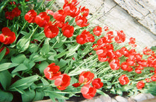 Load image into Gallery viewer, [日本] Kodak FunSaver 胶卷相机
