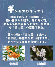 Load image into Gallery viewer, [日本] Yojiya 07 银木犀限定香味
